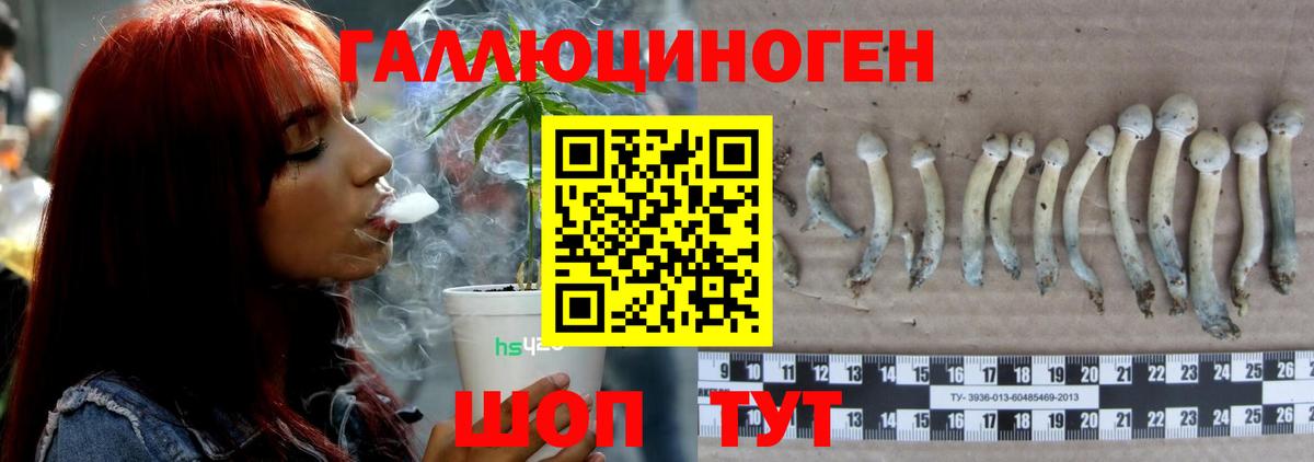 Псилоцибиновые грибы Psilocybe  Вход с VPN  Шахты  Галлюциногенные грибы Cubensis 